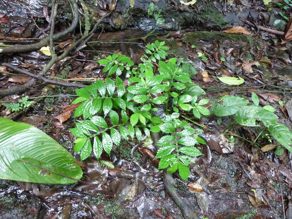 Elatostema paivaeanum