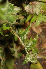 Phytomyza syngenesiae group