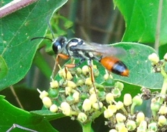 Sphex dorsalis