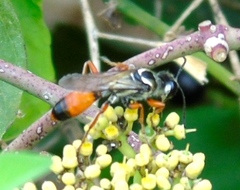 Sphex dorsalis
