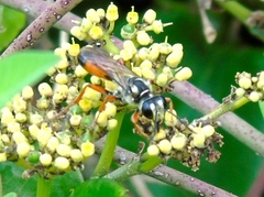Sphex dorsalis