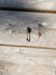 Dromogomphus spinosus