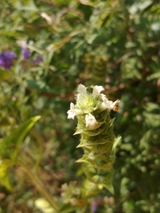 Sideritis perfoliata
