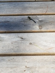 Dromogomphus spinosus