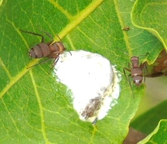 Camponotus rectangularis