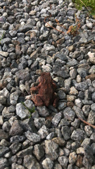 Bufo bufo