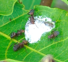 Camponotus rectangularis