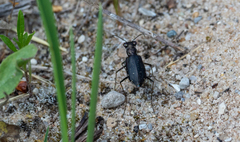 Cicindela punctulata punctulata