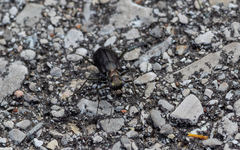 Cicindela punctulata punctulata