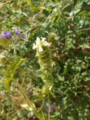 Sideritis perfoliata