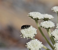 Acmaeoderella flavofasciata flavofasciata