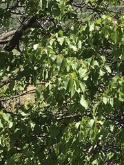 Prunus armeniaca