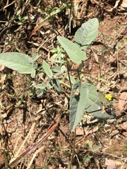 Sida hackettiana