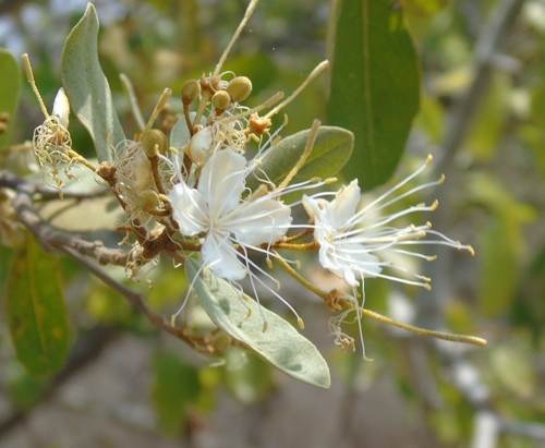 Image of Quadrella indica by (c) Francisco Farriols Sarabia, some rights reserved (CC BY)