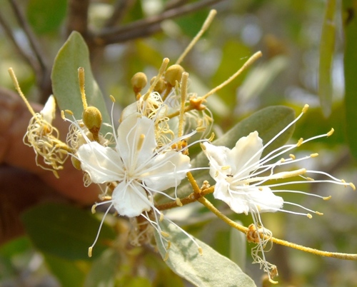 Image of Quadrella indica by (c) Francisco Farriols Sarabia, some rights reserved (CC BY)