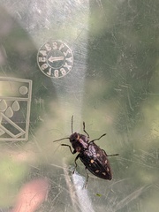 Phaenops lecontei