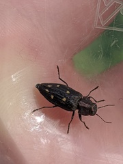 Phaenops lecontei