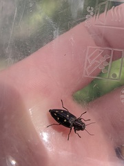 Phaenops lecontei
