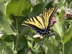Papilio multicaudata