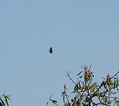 Aegypius monachus