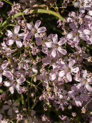 Gypsophila repens