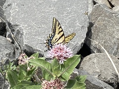 Papilio multicaudata