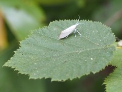Eucalantica polita