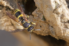Ancistrocerus reconditus