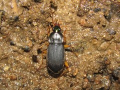 Chlaenius impunctifrons