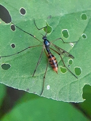 Ptychoptera quadrifasciata