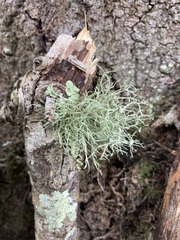 Ramalina stenospora