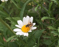 Mesembrius peregrinus