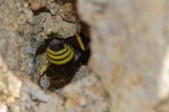 Ancistrocerus reconditus