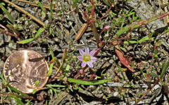 Lewisia pygmaea