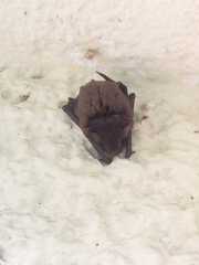 Myotis velifer