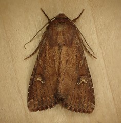 Apamea scoparia