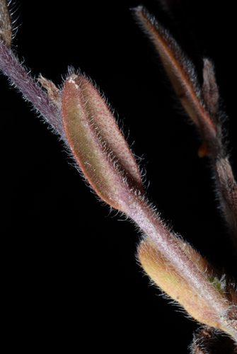 Smiltyninė neužmirštuolė nuotrauka