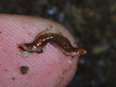 Arthurdendyus triangulatus
