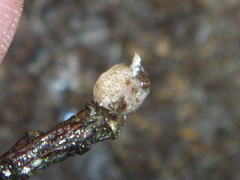 Arthurdendyus triangulatus