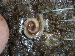 Arthurdendyus triangulatus