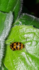 Alagoasa tridecimmaculata