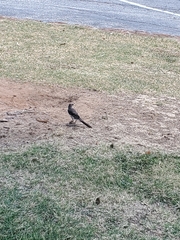 Mimus polyglottos