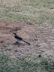 Mimus polyglottos