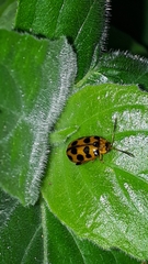 Alagoasa tridecimmaculata