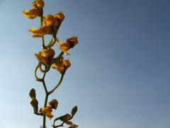 Cyrtochilum densiflorum