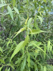 Salix amygdaloides