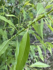 Salix amygdaloides