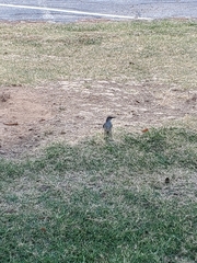 Mimus polyglottos