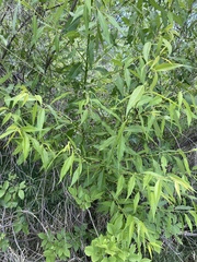 Salix amygdaloides