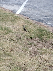 Mimus polyglottos